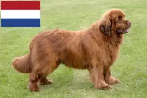 Read more about the article Newfoundland crescători și căței în Olanda