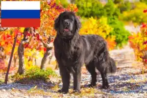 Read more about the article Newfoundland crescători și căței în Rusia