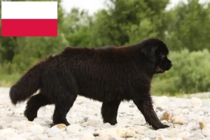 Read more about the article Newfoundland crescători și căței în Polonia