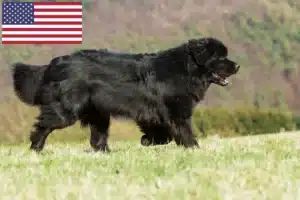 Read more about the article Newfoundland crescători și căței în SUA