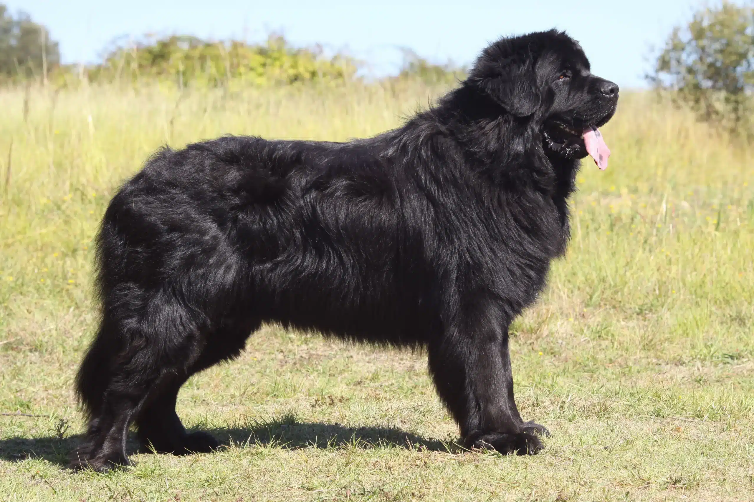 Read more about the article Newfoundland crescător