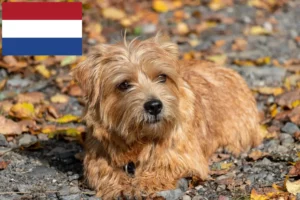 Read more about the article Norfolk Terrier crescători și căței în Olanda