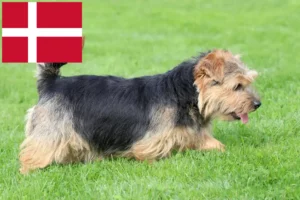 Read more about the article Norfolk Terrier crescători și căței în Danemarca