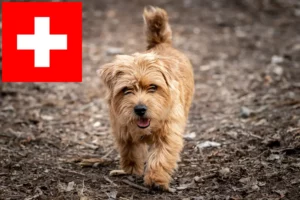 Read more about the article Norfolk Terrier crescători și căței în Elveția