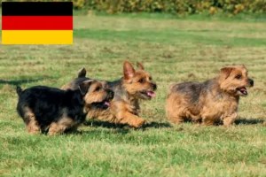 Read more about the article Norfolk Terrier crescători și căței în Germania