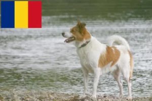 Read more about the article Norrbottenspitz crescători și căței în România