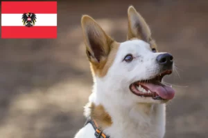 Read more about the article Norrbottenspitz crescători și căței în Austria