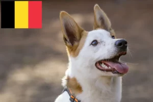 Read more about the article Norrbottenspitz crescători și căței în Belgia