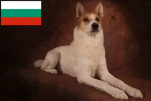 Read more about the article Norrbottenspitz crescători și căței în Bulgaria