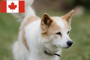 Read more about the article Norrbottenspitz crescători și căței în Canada
