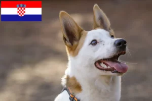 Read more about the article Norrbottenspitz crescători și căței în Croația