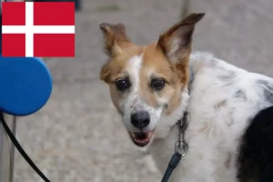 Read more about the article Norrbottenspitz crescători și căței în Danemarca