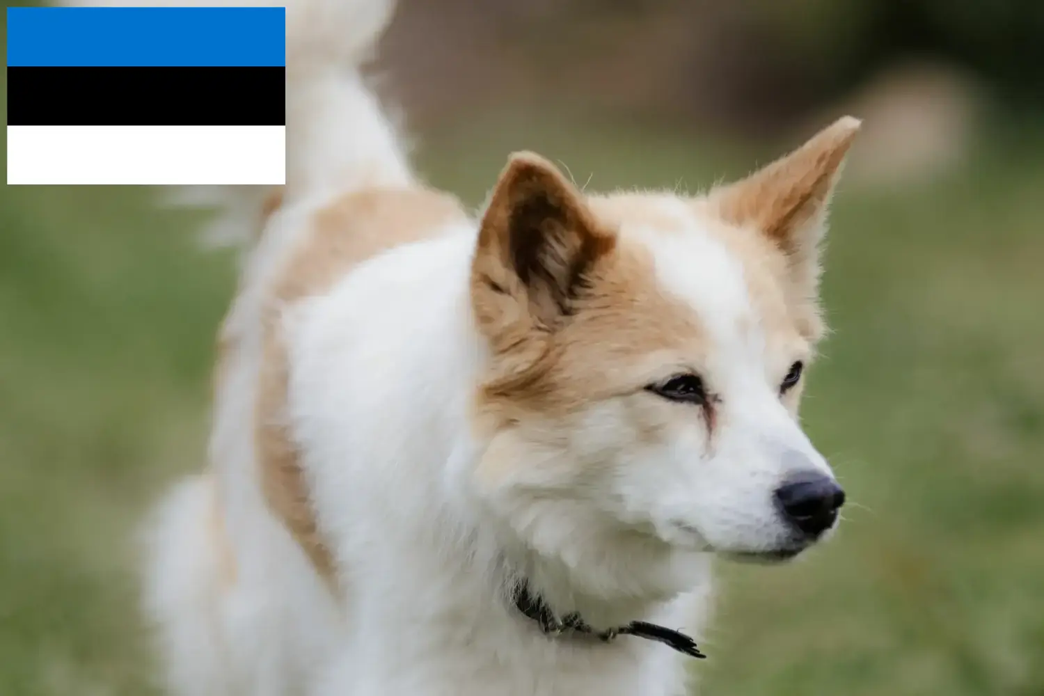 Norrbottenspitz căței și crescători Estonia Aici puteți găsi crescători de Norrbottenspitz în Estonia.