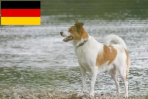 Read more about the article Norrbottenspitz crescători și căței în Germania