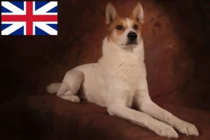 Read more about the article Norrbottenspitz crescători și căței în Marea Britanie