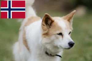 Read more about the article Norrbottenspitz crescători și căței în Norvegia
