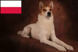 Read more about the article Norrbottenspitz crescători și căței în Polonia