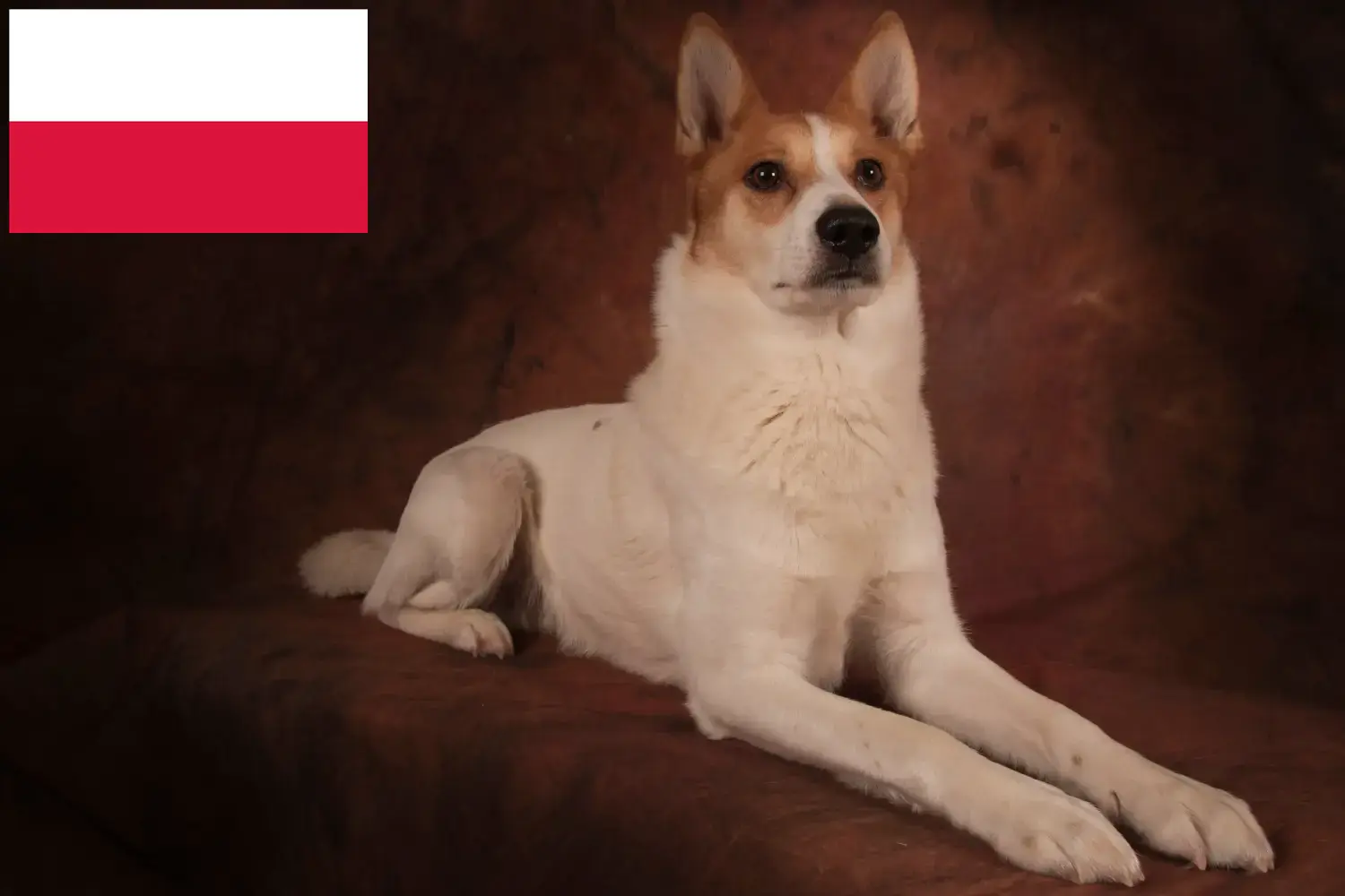 Norrbottenspitz cățeluși și crescător Polonia Aici puteți găsi crescători de Norrbottenspitz în Polonia.