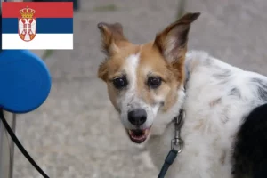 Read more about the article Norrbottenspitz crescători și căței în Serbia