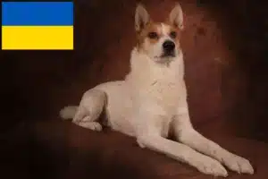 Read more about the article Norrbottenspitz crescători și căței în Ucraina
