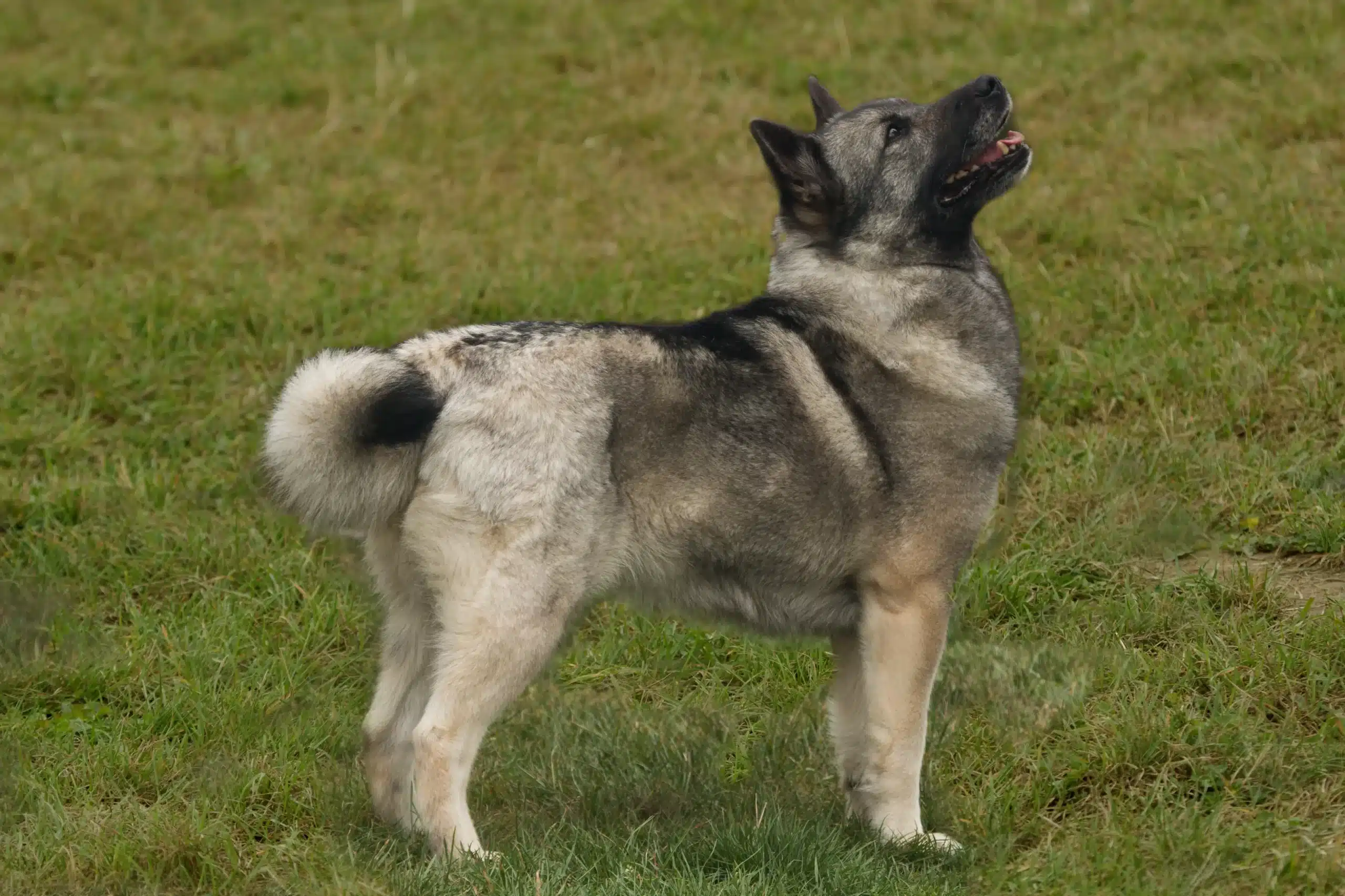 Read more about the article Norvegiană Buhund crescător