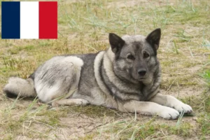 Read more about the article Crescători de Elkhound norvegian și căței în Franța
