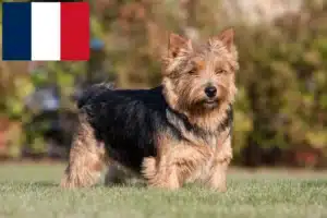 Read more about the article Norwich Terrier crescători și căței în Franța