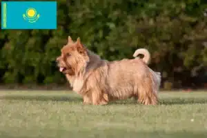 Read more about the article Norwich Terrier crescători și căței în Kazahstan