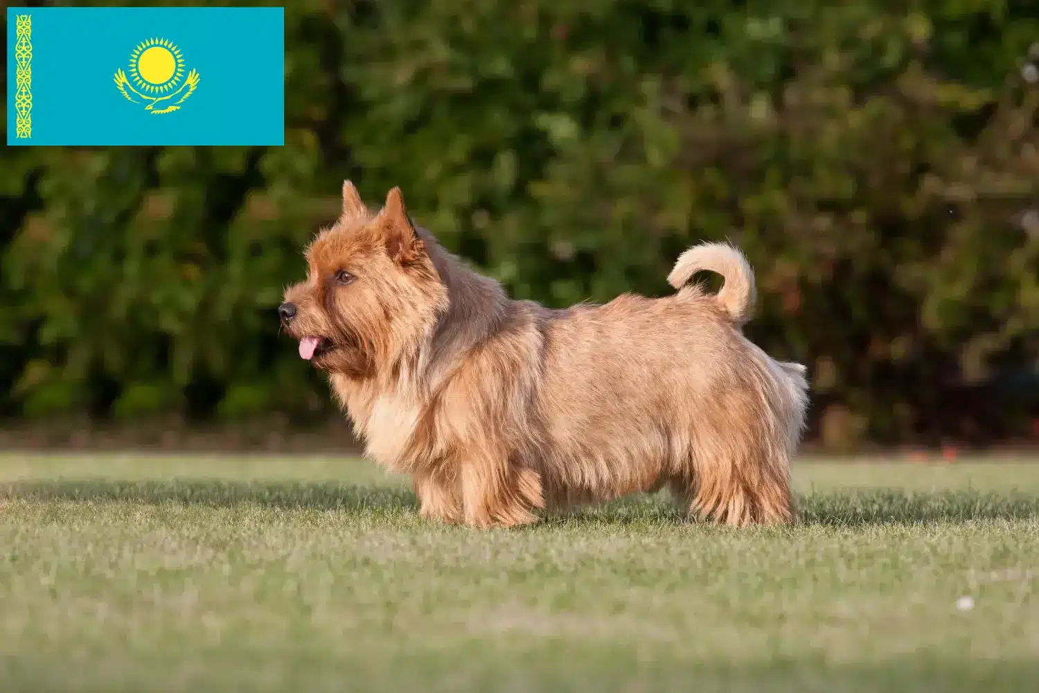 Norwich Terrier cățeluși și crescători de câini în Kazahstan Găsește crescători de Norwich Terrier în Kazahstan.
