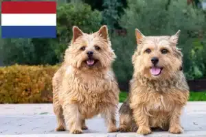 Read more about the article Norwich Terrier crescători și căței în Olanda