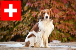 Read more about the article Crescători și căței Kooikerhondje olandezi în Elveția