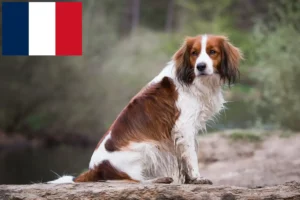 Read more about the article Kooikerhondje olandeză crescători și căței în Franța