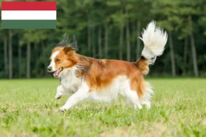 Read more about the article Crescători de Kooikerhondje olandezi și căței în Ungaria