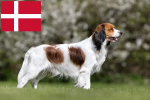 Read more about the article Crescători și căței Kooikerhondje olandezi în Danemarca