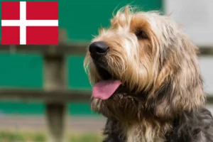 Read more about the article Otterhound crescători și căței în Danemarca