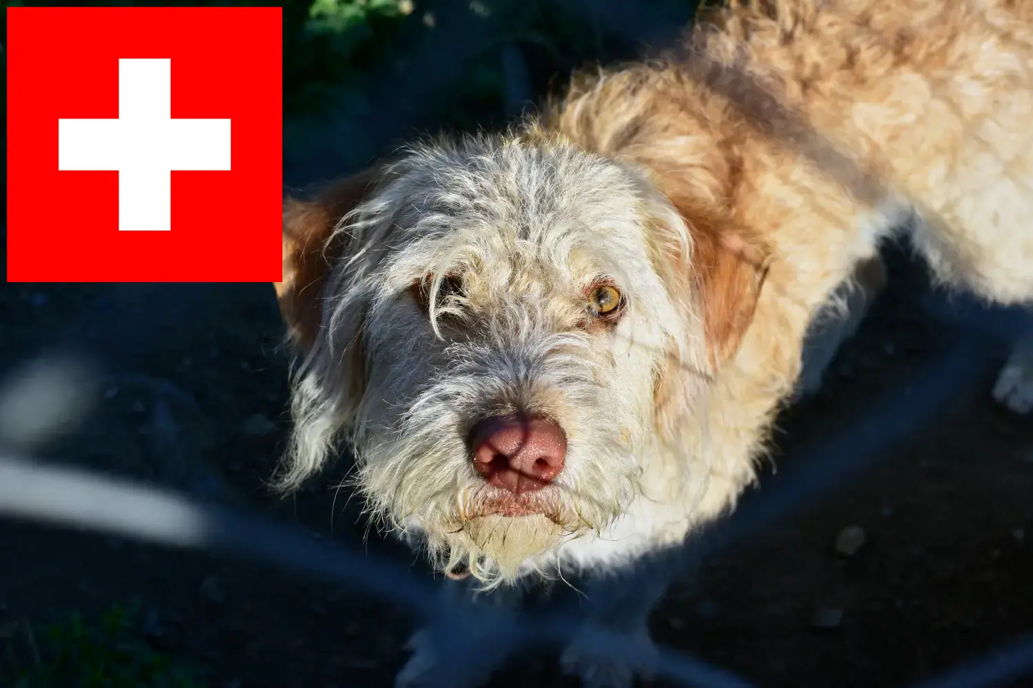 Otterhund căței și crescători Elveția Aici puteți găsi crescători de Otterdog în Elveția.