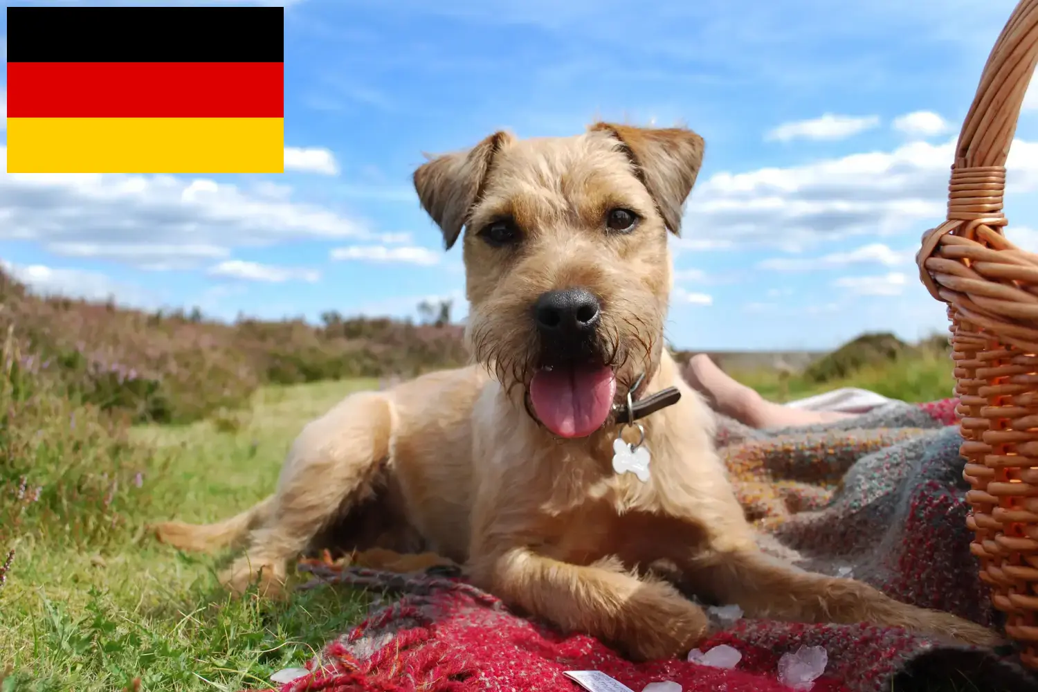 Read more about the article Patterdale Terrier crescători și căței în Germania