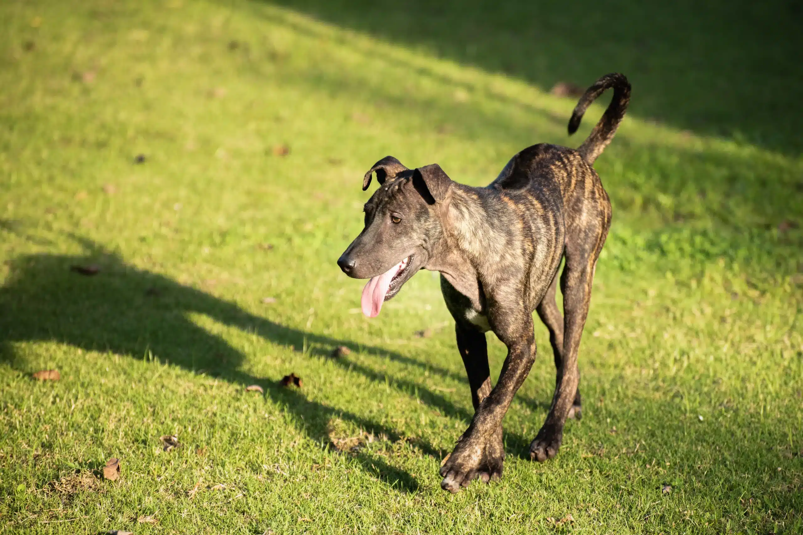 Read more about the article Phu Quoc Ridgeback crescător
