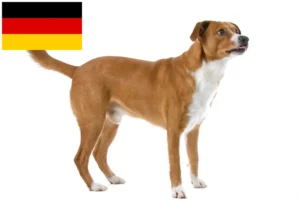 Read more about the article Pinscher austriac crescător și căței în Germania
