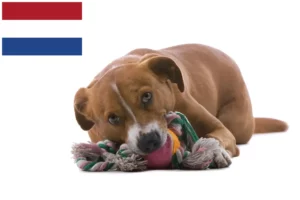 Read more about the article Crescător de Pinscher austriac și căței în Olanda