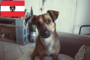 Read more about the article Pinscher austriac crescător și căței în Austria
