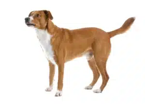Read more about the article crescător de Pinscher austriac