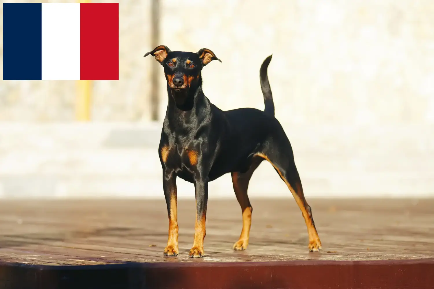 Read more about the article German Pinscher crescători și căței în Franța