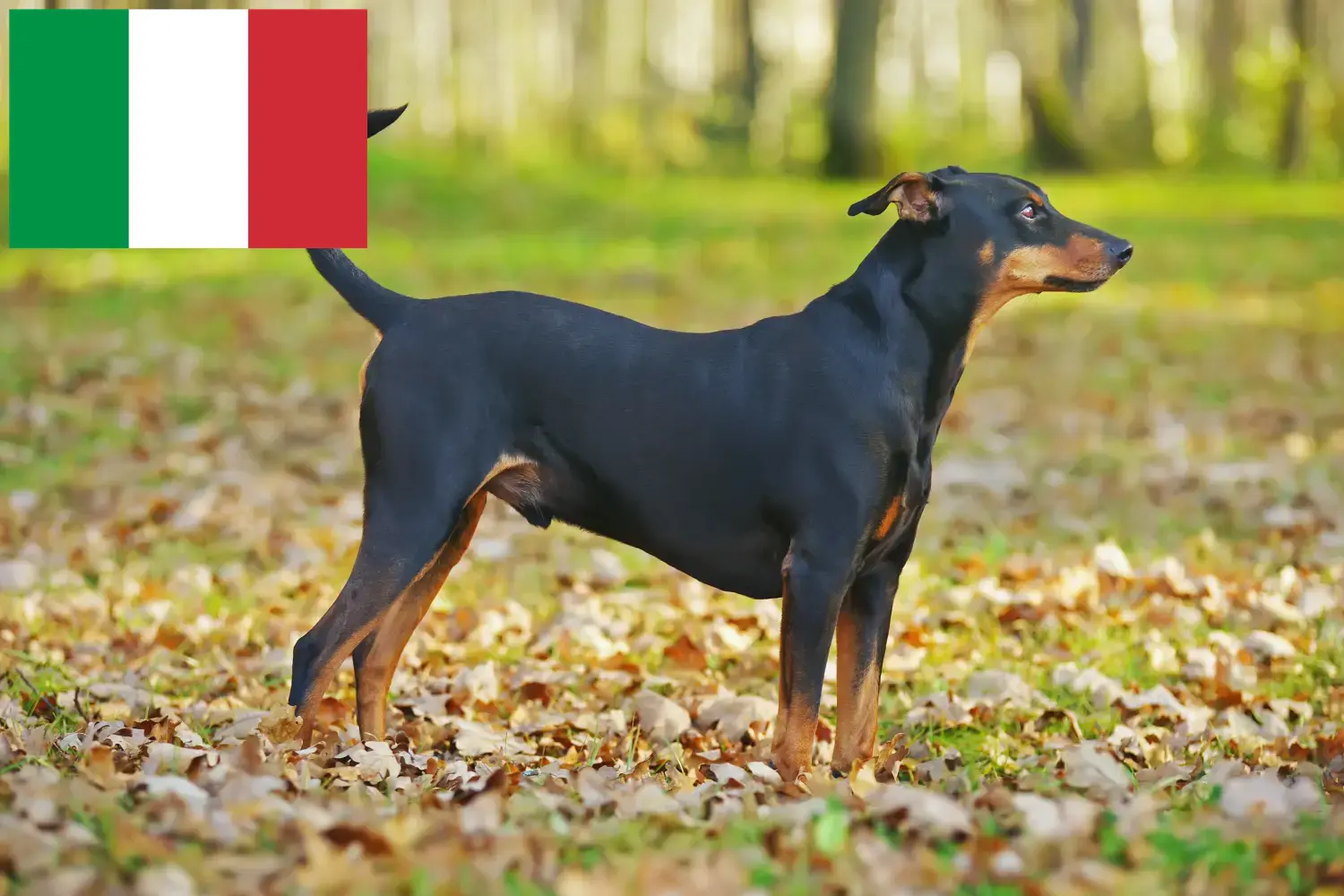 Read more about the article German Pinscher crescător și căței în Italia