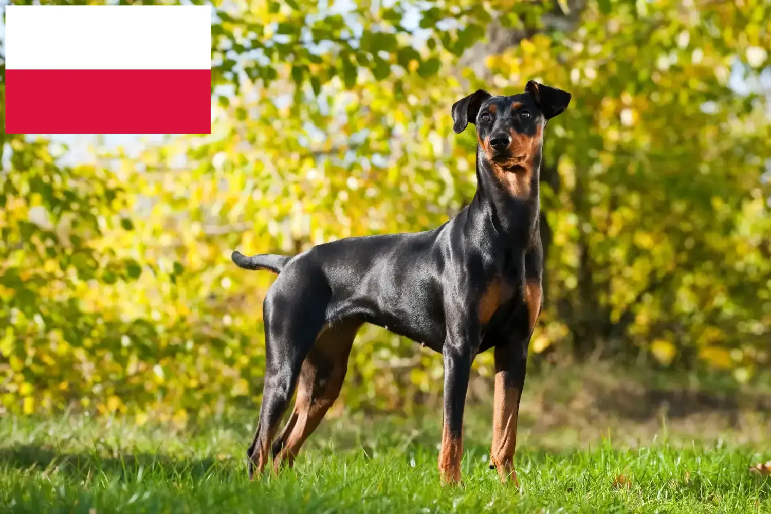 Read more about the article German Pinscher crescător și căței în Polonia