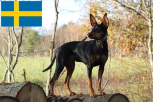 Read more about the article German Pinscher crescător și căței în Suedia