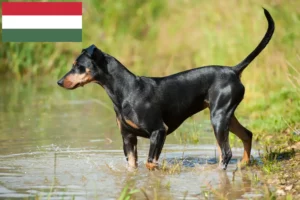 Read more about the article German Pinscher crescător și căței în Ungaria