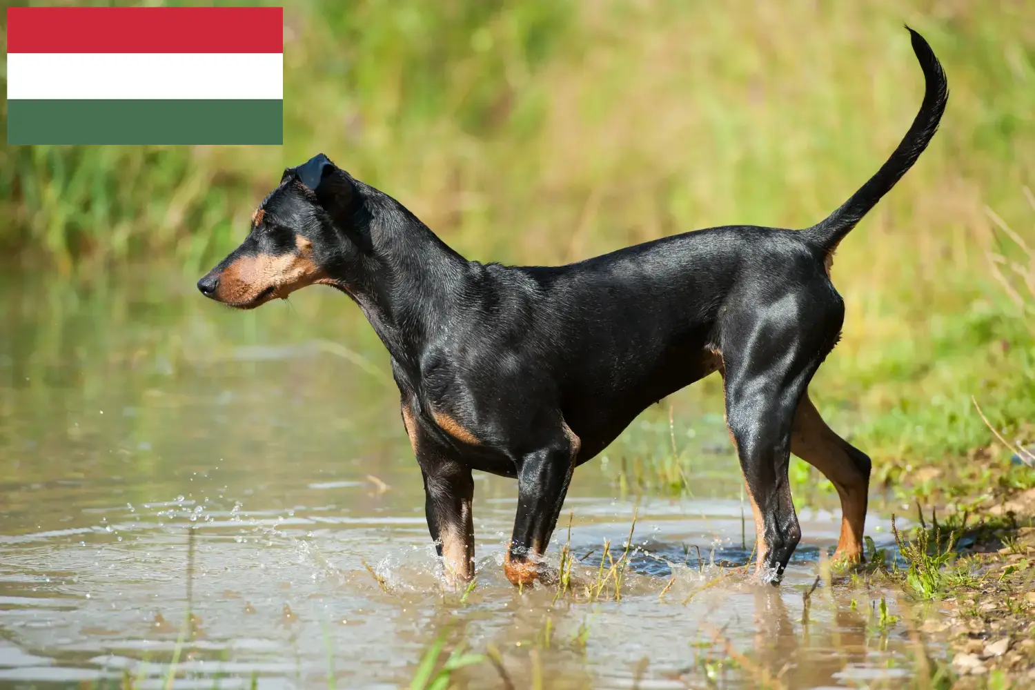 Pinscher German Pinscher căței și crescător Ungaria Aici puteți găsi crescători de Pinscher german în Ungaria.