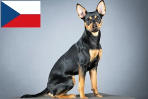 Read more about the article crescători de Pinscher german și căței în Republica Cehă