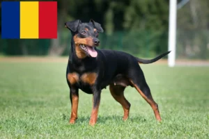 Read more about the article Crescători de Pinscher Miniatural și căței în România